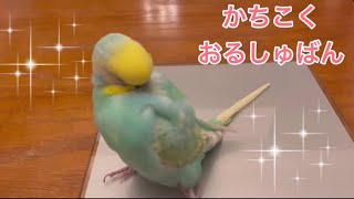 2022.2.12 かちこくおるしゅばん　【セキセイインコしんちゃんときょきょの暮らし】