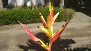 How to Divide and Repotting Heliconia Psittacorum