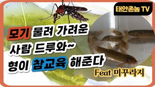 집 앞에 사는 모기 유충 잡아 , 미꾸라지 먹이로 참교육 하기