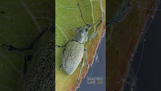 Cute Weevil sitting on a leaf: