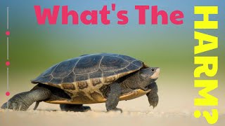 Soccer Referee - Fast Or Slow Caution?