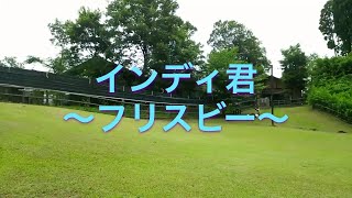 フリスビーが大好き！ボーダーコリーのインディ君