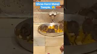 Rat Temple India - Shock - Sacred Animal - Can't believe it 😲😲 #rats #temple