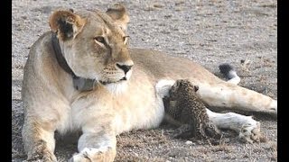 A Wild Lioness Nursing A Baby Leopard For The First Time In A 'truly Unique' Act Of Love