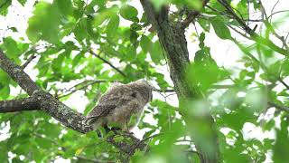 トラフズク幼鳥１