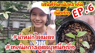 บุษเนื้อเยื่อEP.6 เทคนิคการดูแลบุษเนื้อเยื่อแบบง่ายๆ,ใส่ปุ๋ย, น้ำหมักที่ช่วยไล่ตัวกินใบ