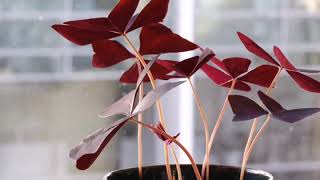 Oxalis triangularis (TIME LAPSE VIDEO)