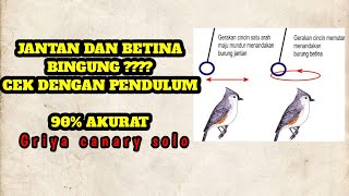 pendulum untuk cek jenis kelamin burung kenari