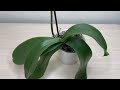 do this so that the orchid takes out a flower branch