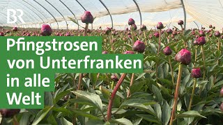 Pfingstrosen vom Acker - Landwirt baut weltweit angesagte Schnittblumen an | Unser Land