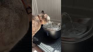 The perfect water fountain for your cat or your dogs