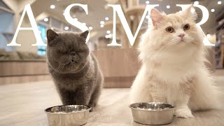 【ASMR】猫たちのご飯タイムを観察していたら・・・・【スコティッシュフォールド】【エキゾチックショートヘア】【咀嚼音】