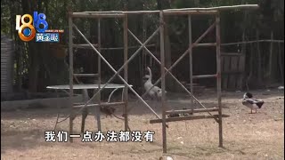 【1818黄金眼】高档别墅区变成“养殖场”，鸡鸭鹅品种丰富