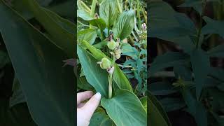 How To Save Canna Seeds #shorts