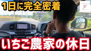 「いちご栽培 いちご農家」いちご農家の休日 1日密着どんな休日を過ごしているのか？