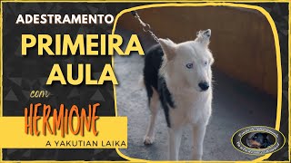 HERMIONE - Yakutian Laika - Primeira Aula