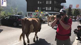 Lauterbrunnen Cattle Descent