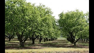 Фундук Трапезунд.Куст,дерево,прививка,перепрививка??? (ТАЙМКОДЫ).