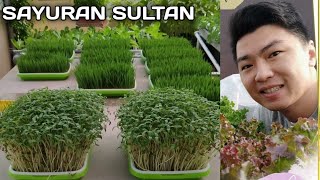 Mengenal Microgreens - Sayuran Sehat Dengan Gizi Tinggi Bersama Andy Hasten