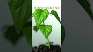 Monsoon Plant Care Tips