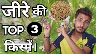 जीरे की टॉप 3 किस्में।। THREE BEST VARIETIES OF CUMIN SEED