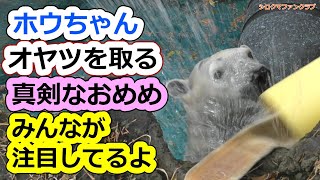 ホウちゃん、オヤツを取る真剣なおめめ💗みんな注目してるよ【天王寺動物園】