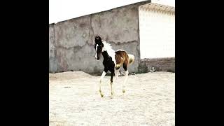 BEAUTIFUL FILLY MITHILA SIRE BY STALLION ROOP G SIRE BY LEGENDARY STALLION SIDDHRAJ KELWA