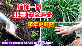 How to protect Chives to overwinter\\Mars Hydro