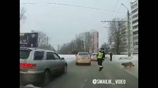 Сотрудник ГИБДД перевел хромую собаку через дорогу В ЧЕЛЯБИНСКЕ