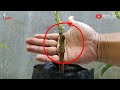 3 styles of the most effective u0026 popular avocado grafting