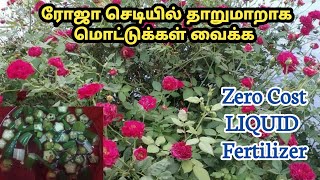 உங்க ரோஜா செடியில் தாறுமாறாக பூக்கள் வைக்க ஒரு எளிமையான வெயில்கால உரம் | Calcium Present Fertilizer