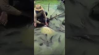 Panen Ribuan Ikan Toman ‼️#joefishingkalimantan #shorts #viralvideo