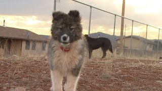 Researchers close to finding valley fever vaccine for pets