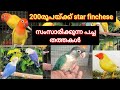 200 രൂപയ്ക്ക് star finchese, സംസാരിക്കുന്ന പച്ച തത്തകൾ