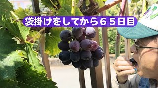 収穫時期になりました！【巨峰】【糖度測定】2023年8月20日