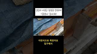 [안씨부자]양봉벌 전멸의 이유가 뭘까요???