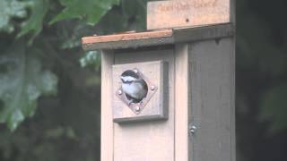 Chickadee Takes the Leap!!