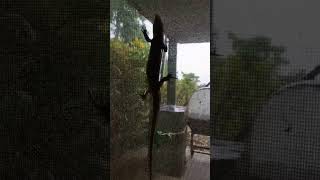 A Major Skink climbing flyscreen (Bellatorias frerei). March 11th 2024.