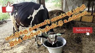 கறவை மாட்டுக்குத் தண்ணி காட்டுகின்றேன்