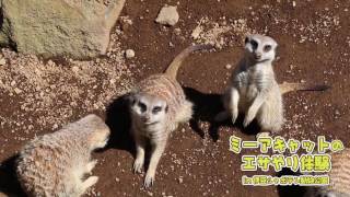 ミーアキャットのエサやり体験in伊豆シャボテン動物公園