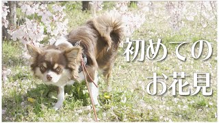 【ワンコと桜】初めてのお花見…という名のマーキング祭【止められない】