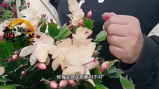 蟹爪兰总掉花苞，各种养护都不管用？我来告诉你怎么防止掉花苞