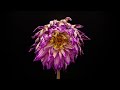 timelapse of a flower dying flowers dying viralvideo youtubeshorts shorts