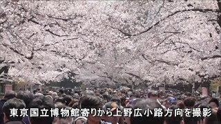 東京・台東区  桜満開の上野公園と谷中霊園　2019年3月31日　Cherry blossoms in Ueno Park \u0026 Yanaka are in full bloom, Tokyo