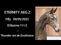 Nr 7 ETERNITY AEG Z ( El Barone 111 Z x Thunder van de Zuuthoeve)