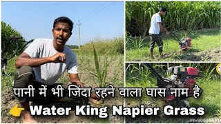 Water King Napier Grass (Hindi)