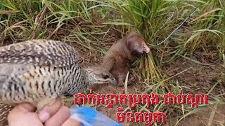 Traps birds   can catch @អន្ទាក់ @ប្រកុងសត្វទទា ជាប់សត្វស្កា @Traps @bird @អន្ទា