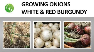 White Onions \u0026 Burgundy Red Onions - Two onion varieties to grow!