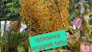 cara membungakan anggrek tebu grammatophyllum spesiosum