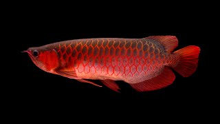 FISH AQUARIUM | AURANGABAD CITY | FISH SHOP | ALL NEW FISH VARIETY | पालीव माशे | Fish Shop